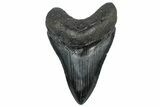 Serrated, Fossil Megalodon Tooth - South Carolina #301803-1